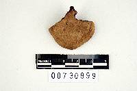 Polyporus rugulosus image