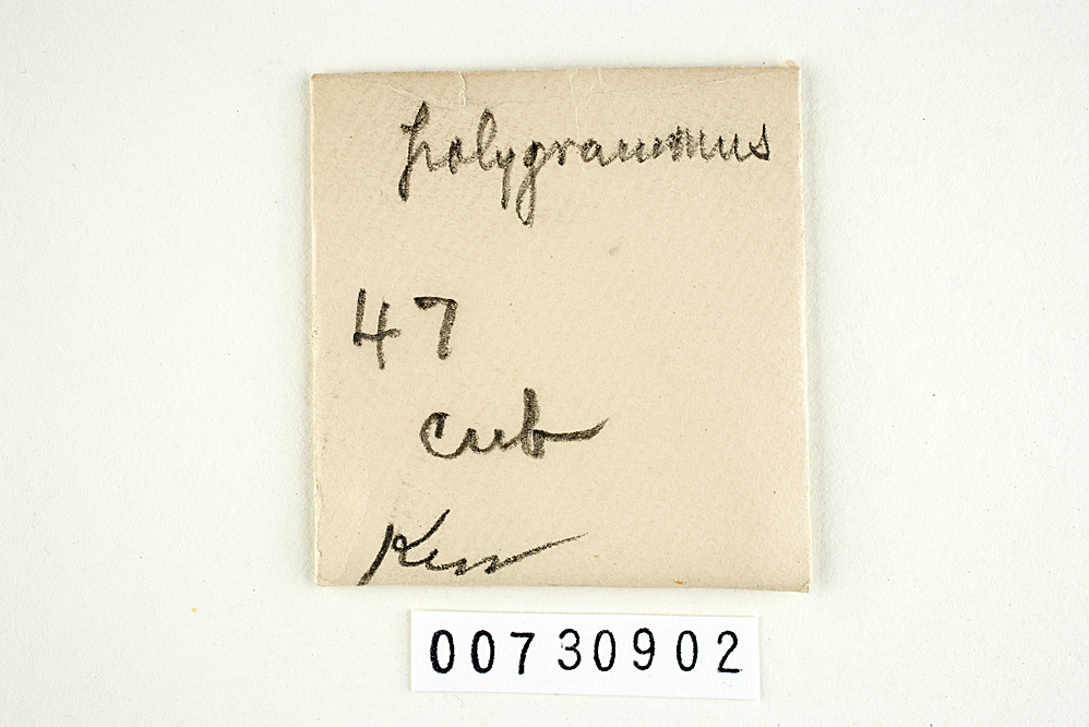 Microporellus obovatus image