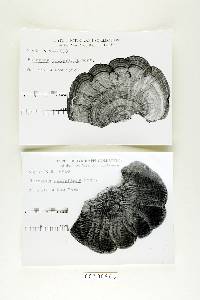 Microporellus obovatus image