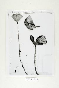 Amauroderma exile image