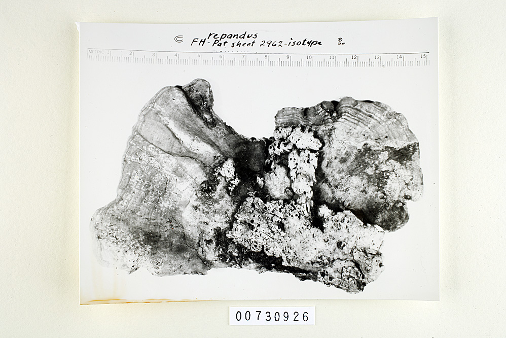 Polyporus repandus image