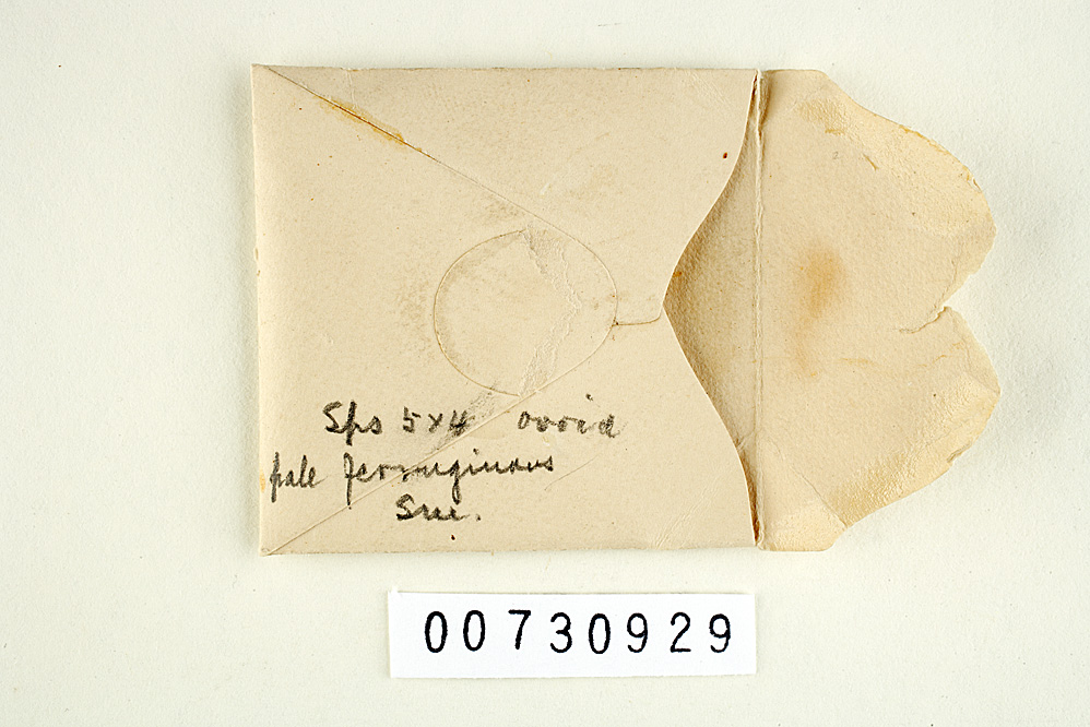 Inonotus splitgerberi image