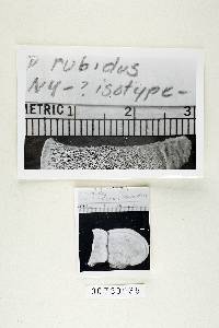 Polyporus rubidus image