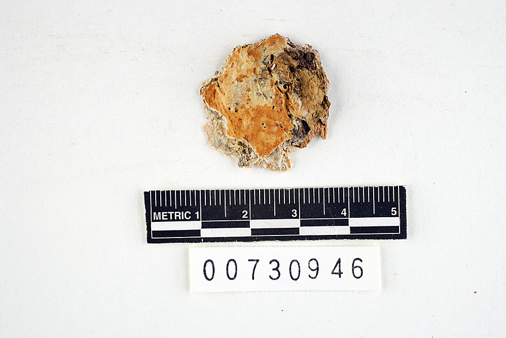 Oxyporus corticola image