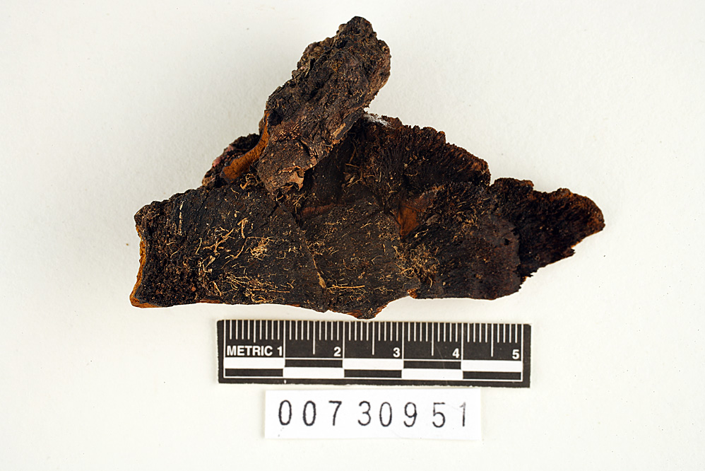 Phellinus sarcites image