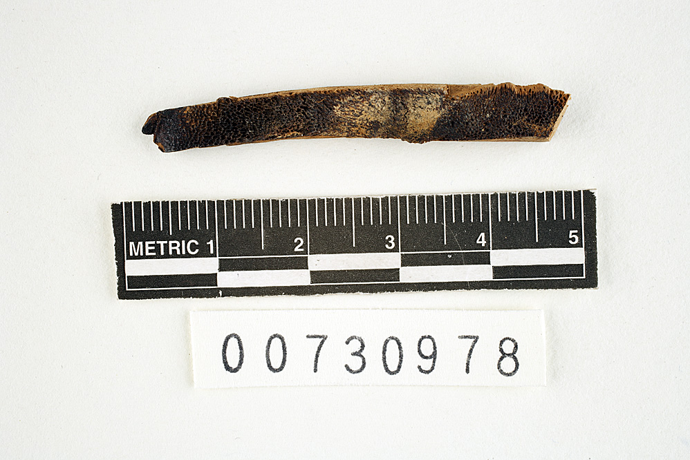 Polyporus simulans image