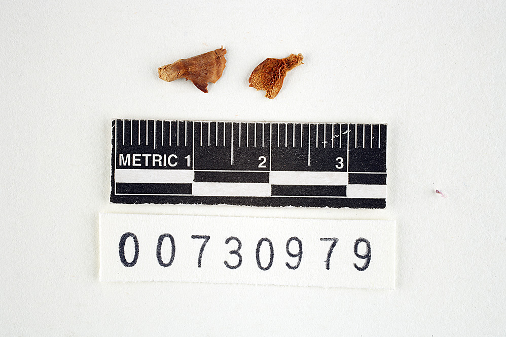 Polyporus sobrius image