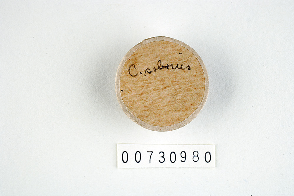 Polyporus sobrius image