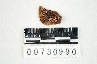 Microporus affinis image