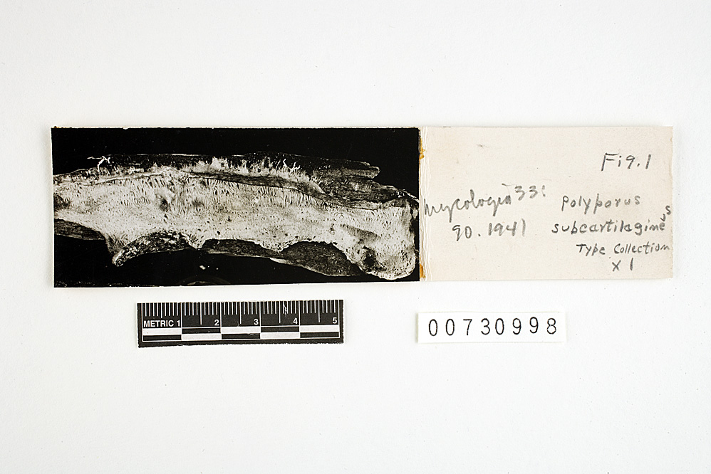 Polyporus subcartilagineus image