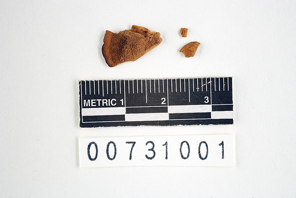 Polyporus subflavus image
