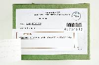 Perenniporia martia image