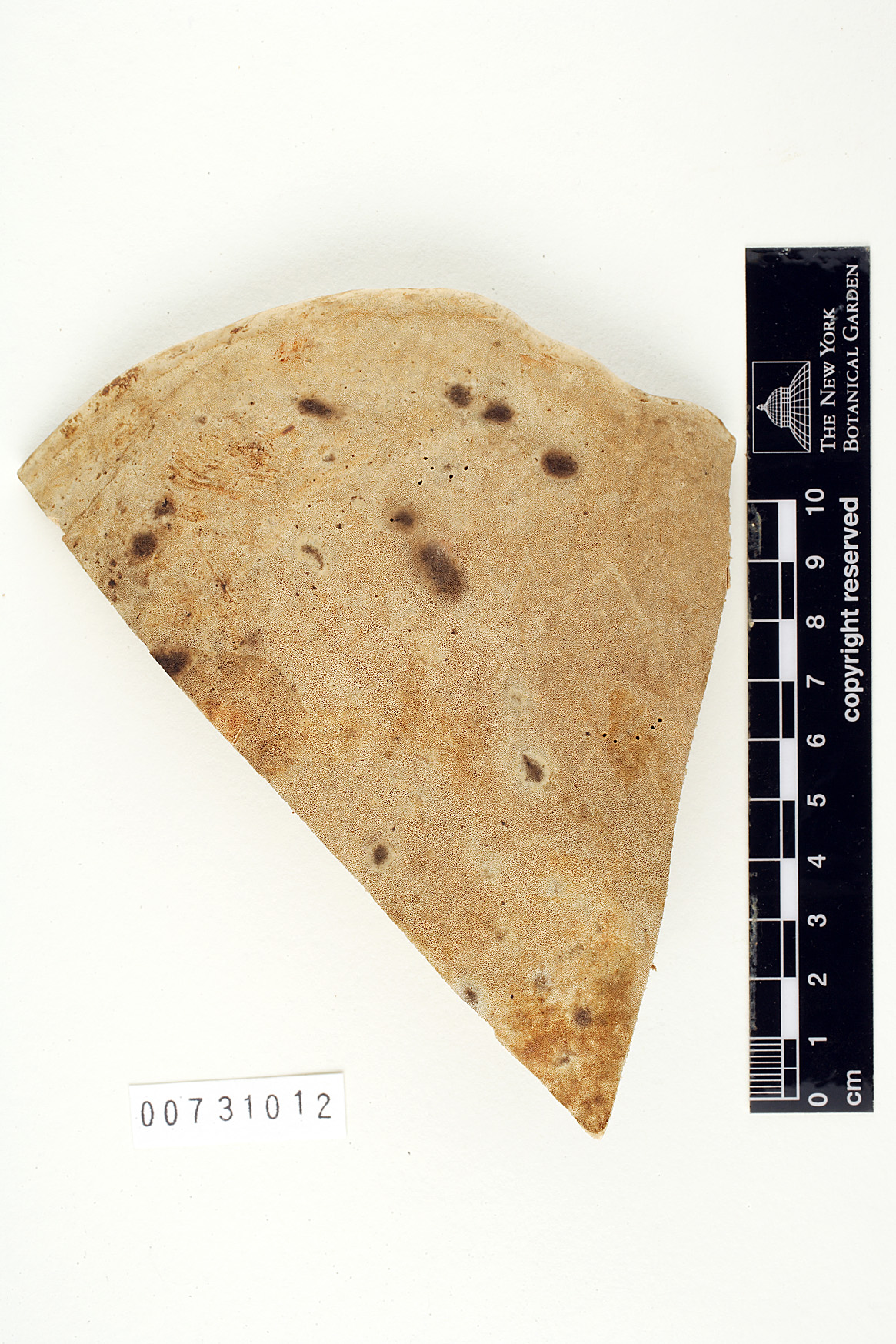 Perenniporia martia image