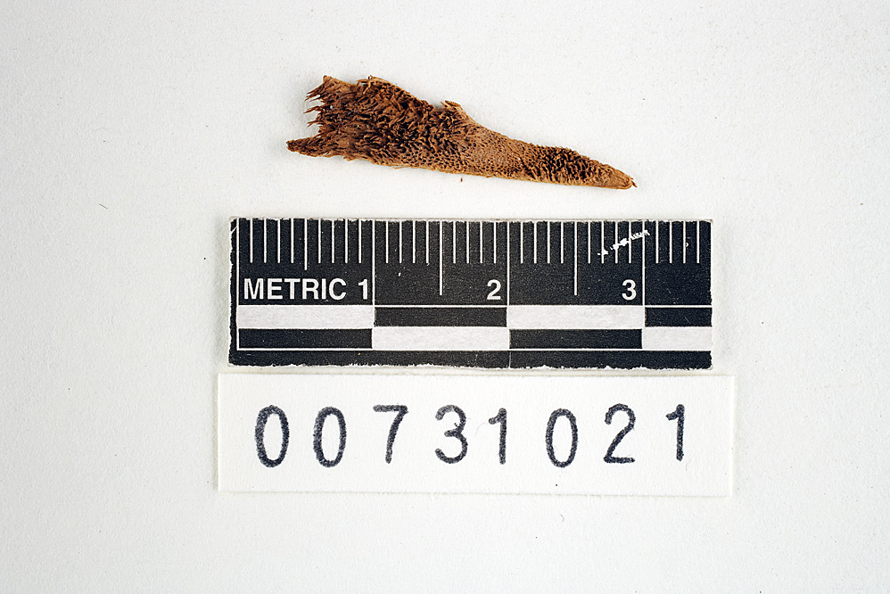 Coriolopsis telfairii image