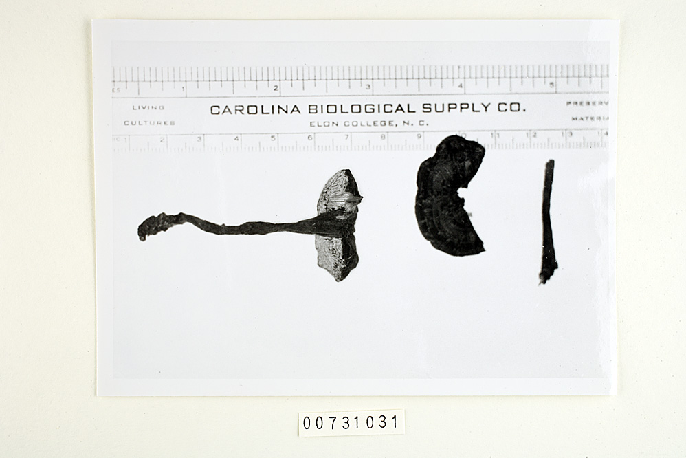 Amauroderma calcigenum image