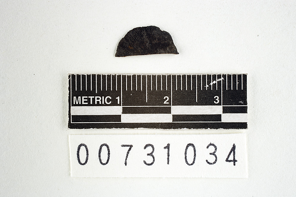 Polyporus tristiculus image
