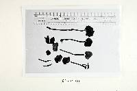 Polyporus trulliformis image