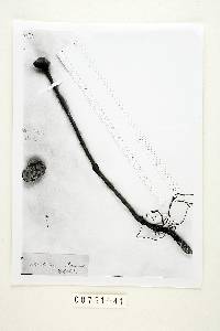 Polyporus variabilis image