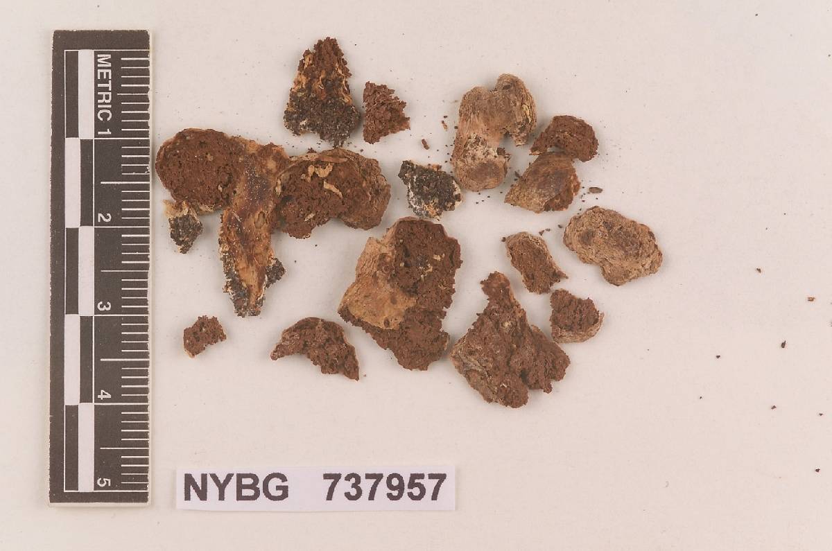 Thaxterogaster archeuretus image