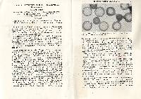 Scleroderma subviscidum image