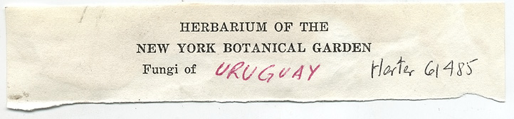 Scleroderma uruguayense image