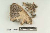 Scleroderma floridanum image