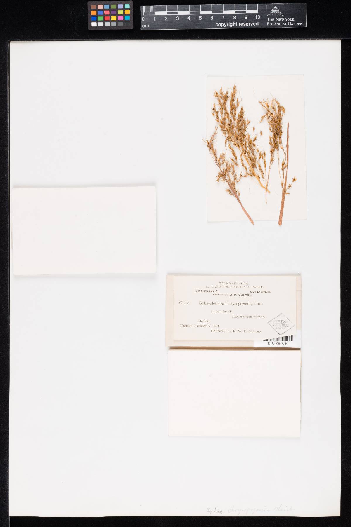 Sphacelotheca chrysopogonis image