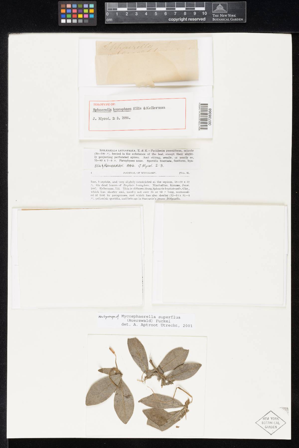 Sphaerella leucophaea image