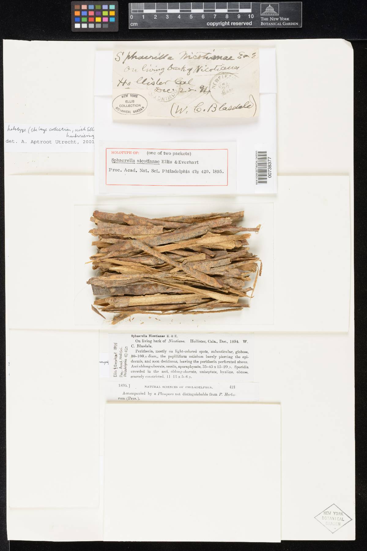 Sphaerella nicotianae image