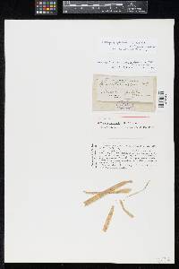 Sphaerella oryzopsidis image