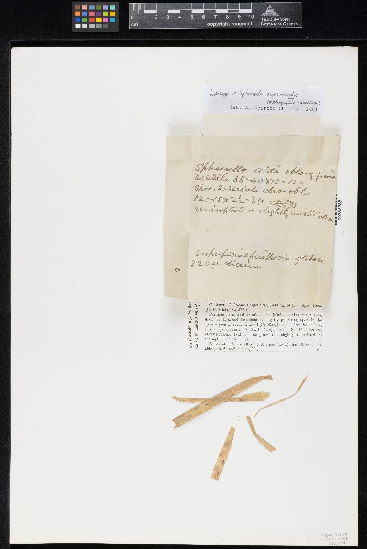 Sphaerella oryzopsidis image