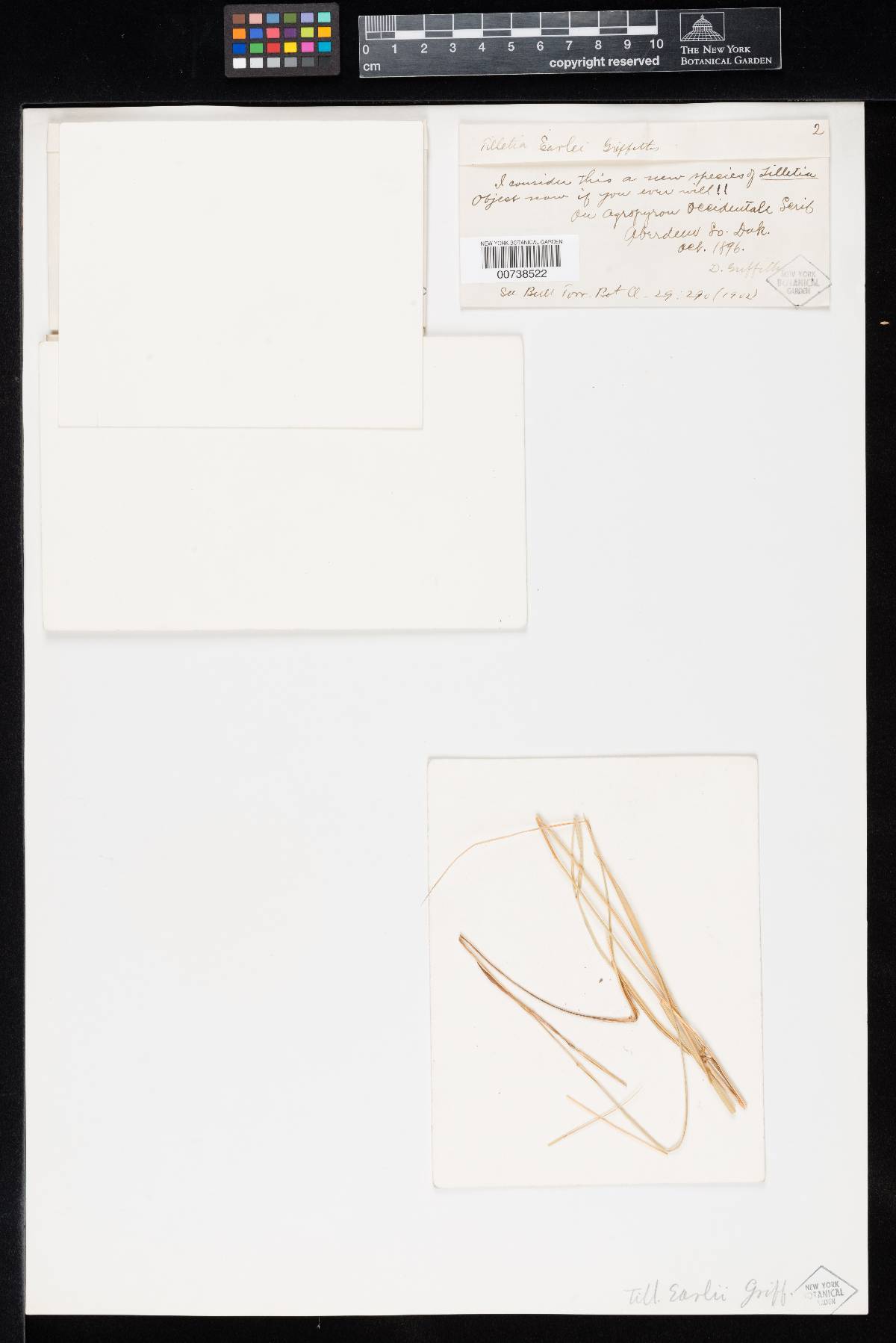 Tilletia earlei image