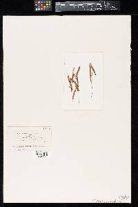 Tilletia rugispora image