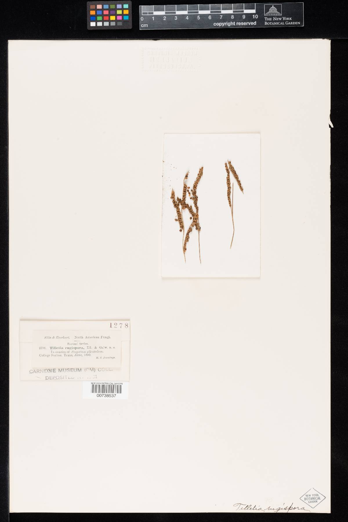 Tilletia rugispora image