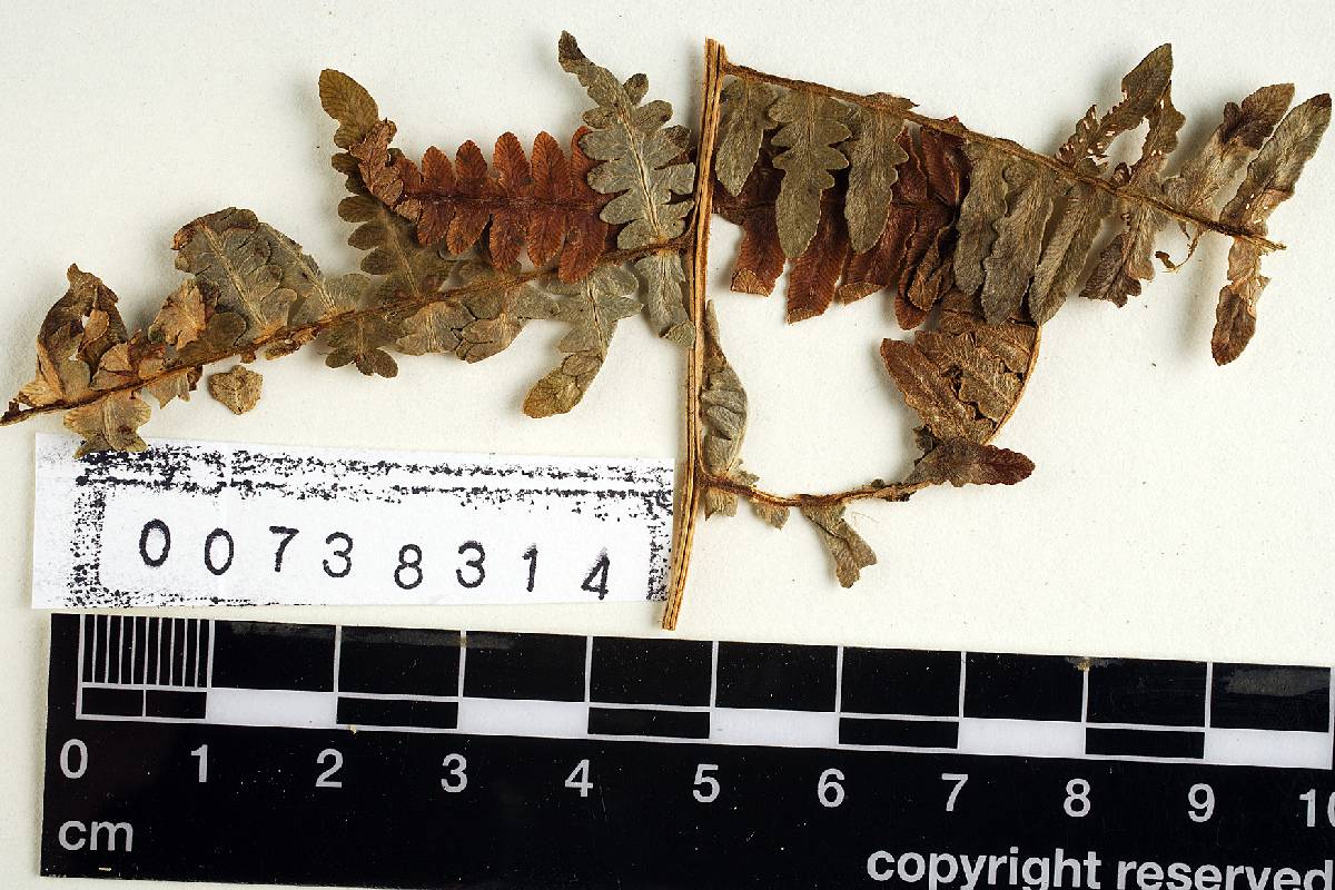 Ceratobasidium anceps image