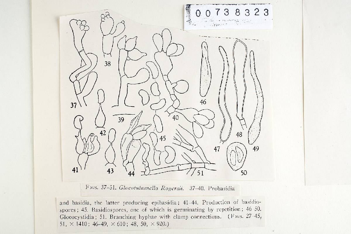 Gloeotulasnella rogersii image