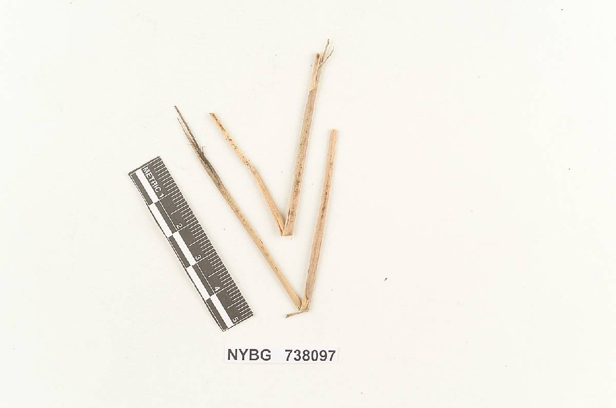 Sporisorium scitamineum image