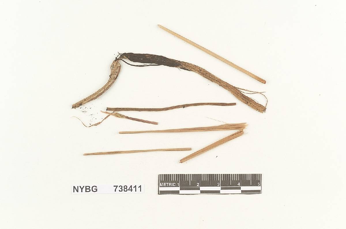 Sporisorium dietelianum image