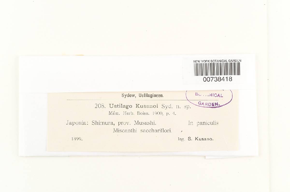 Ustilago kusanoi image