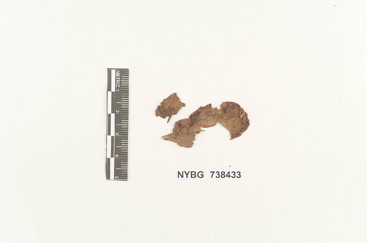 Ustilago piperii image