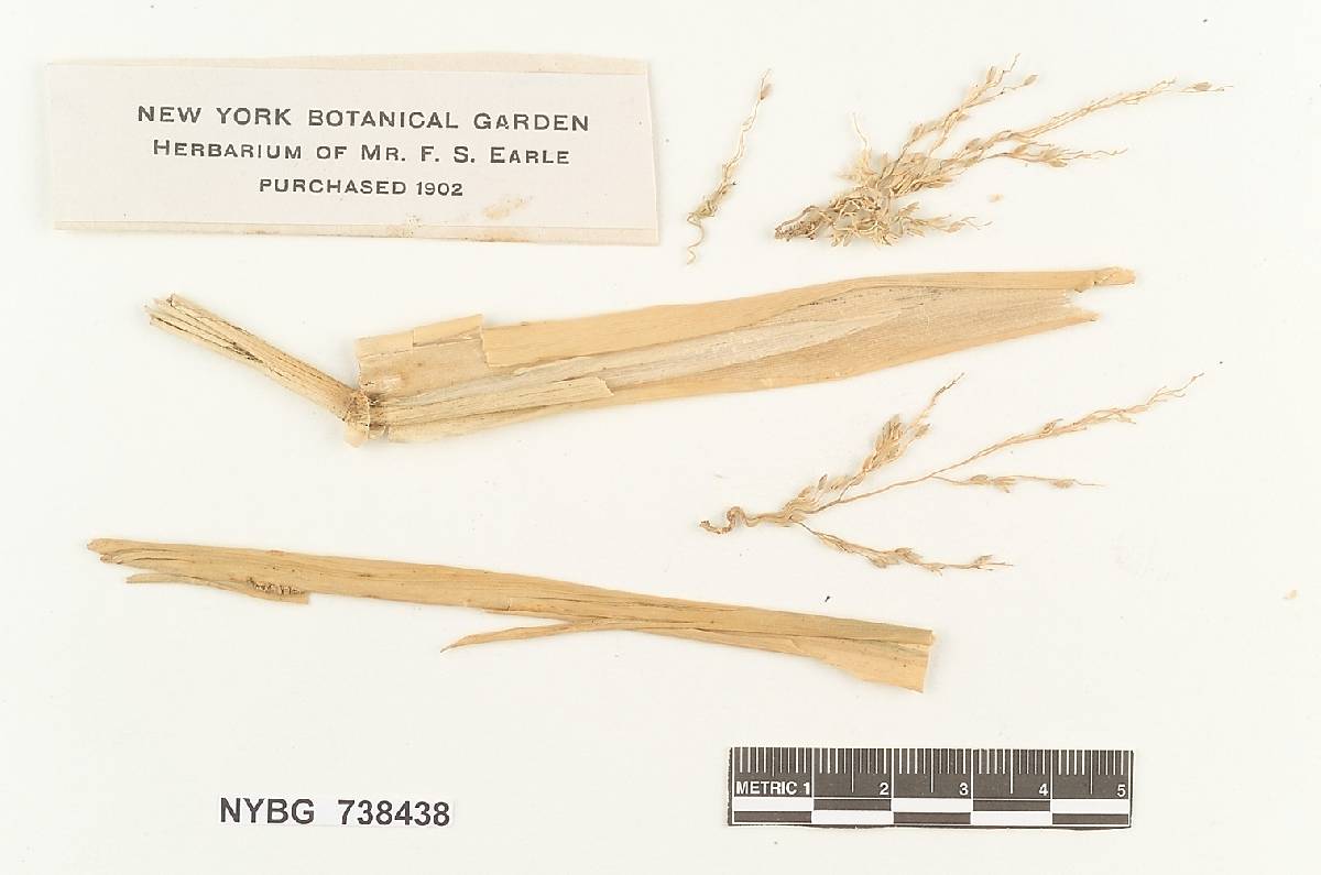 Microbotryum pustulatum image