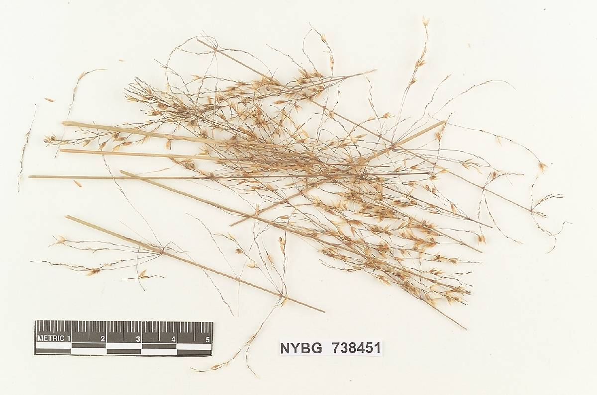 Macalpinomyces sporoboli image