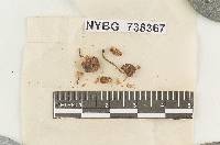 Pluteus multistriatus image