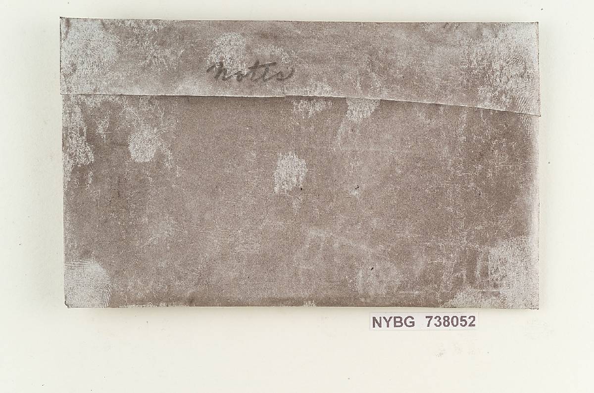Radiigera atrogleba image