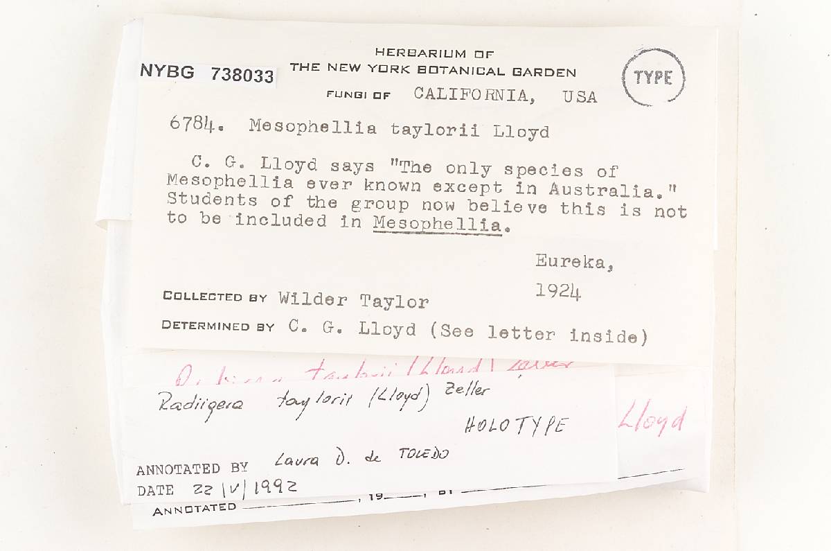 Mesophellia taylorii image
