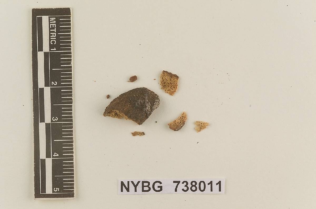 Protogautieria substriata image