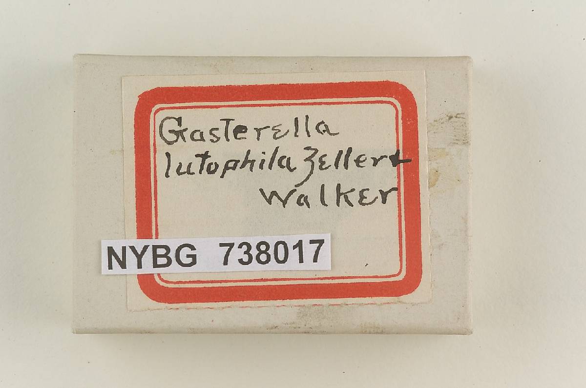 Gasterella lutophila image
