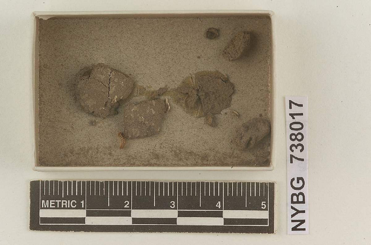 Gasterella image