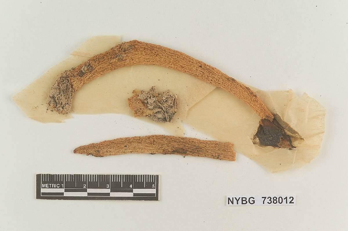 Ithyphallus murrillii image