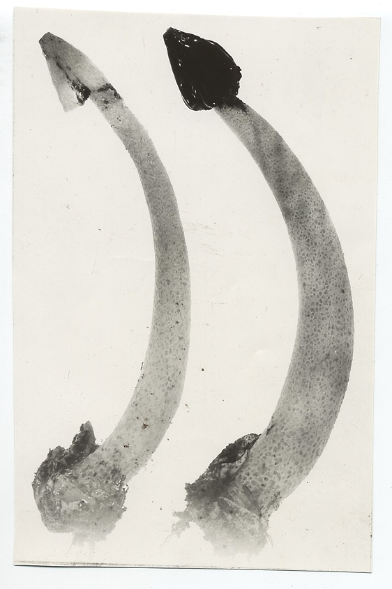 Ithyphallus murrillii image
